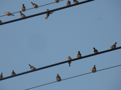 佐賀の田舎にてスズメの大群が⑨