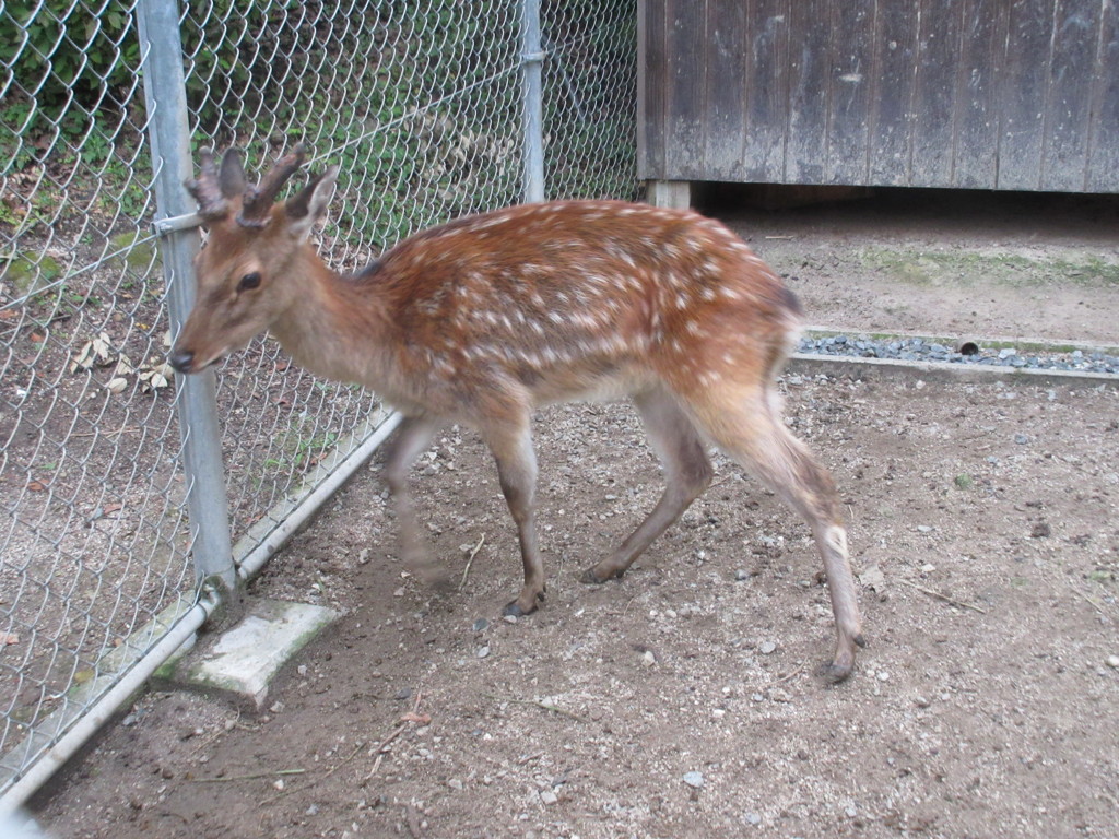 大宰府の鹿②
