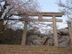 桜と鳥居②