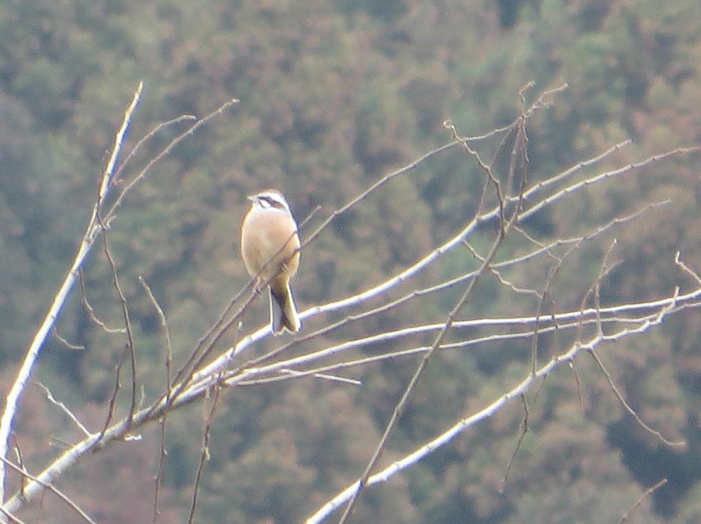 枝の上で鳴くホオジロ①