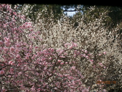 公園で撮影した梅の花③