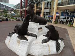 博多港のイルカのハクセイ