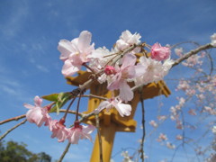 福岡の桜　③