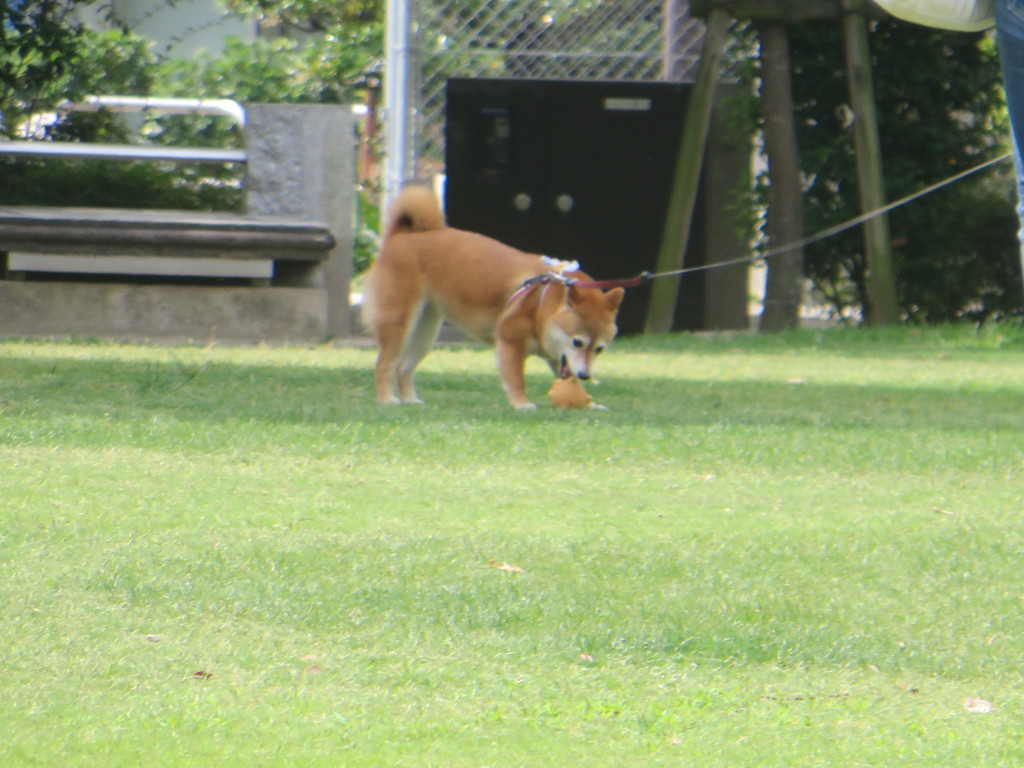 公園で遊んでいる犬の光景①
