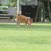 公園で遊んでいる犬の光景①