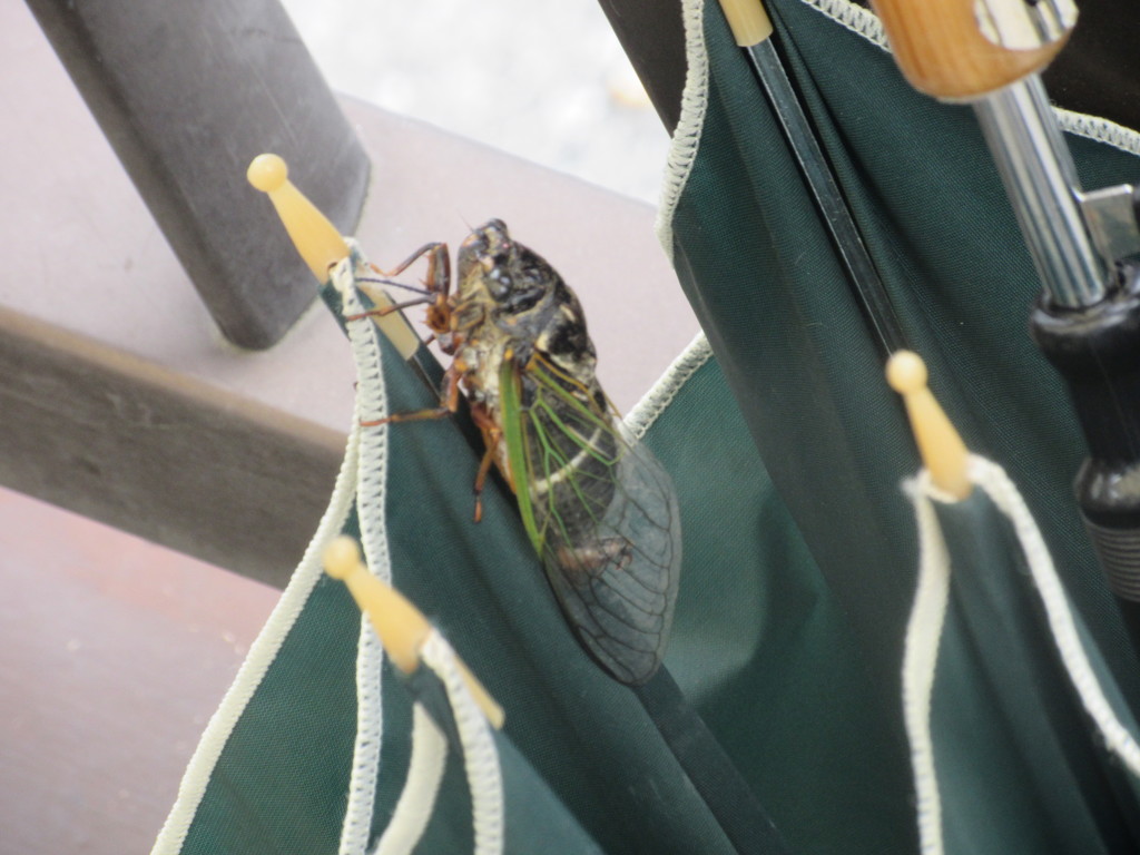 捨てられた傘にとまってるセミ