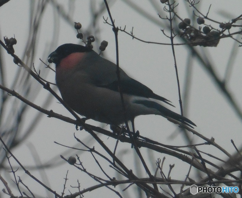山中で見かけた鳥①