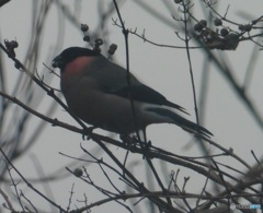 山中で見かけた鳥①