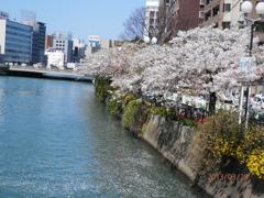 桜満開の中州川端