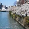 桜満開の中州川端