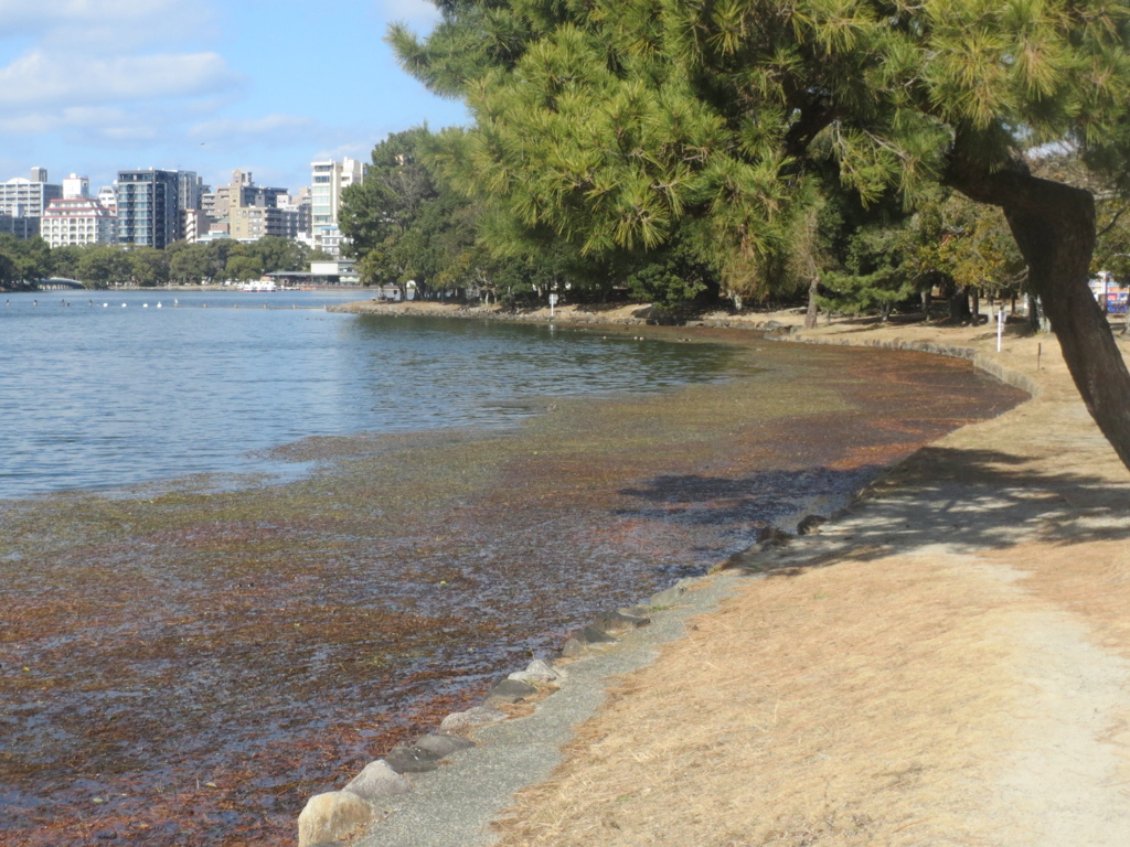 大濠公園と自然　⑥