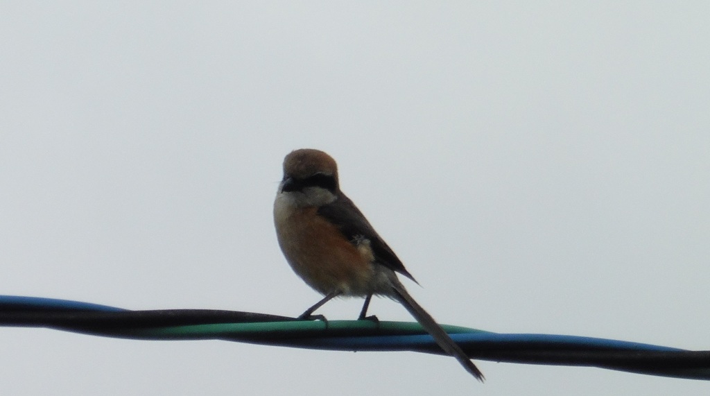電線の上にとまるヤマガラ