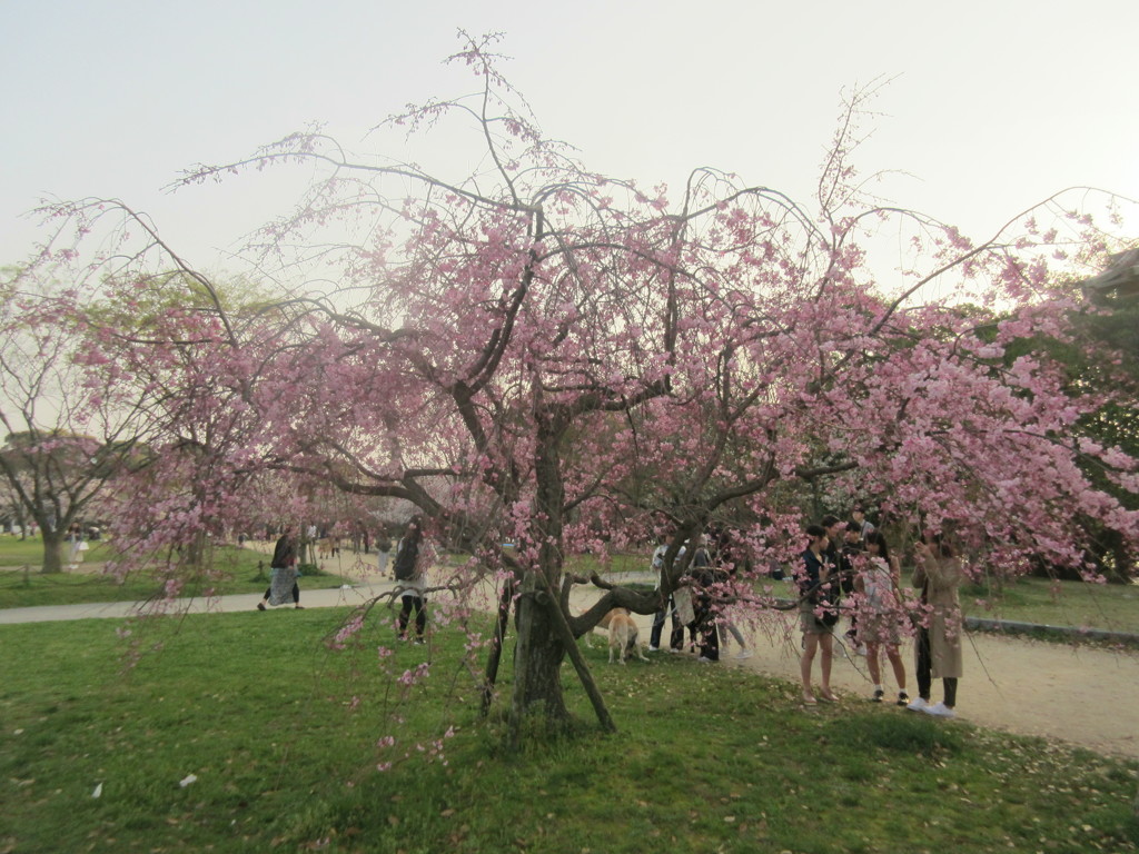 舞鶴公園の花見　⑩