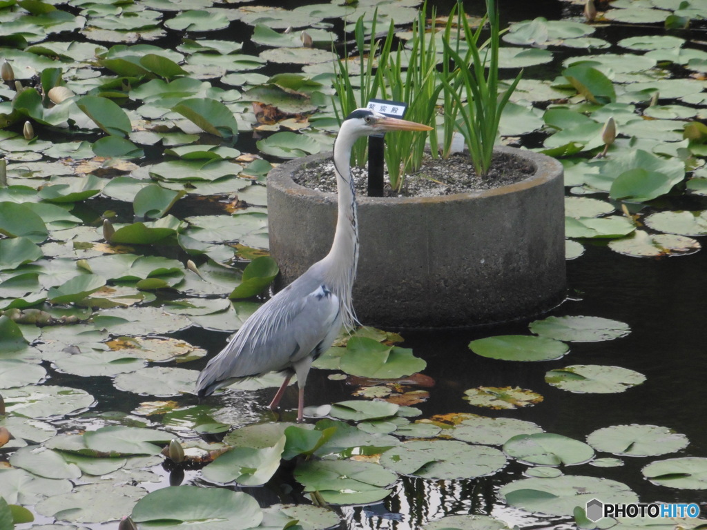 大濠公園の池のサギさん