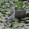 大濠公園の池のサギさん