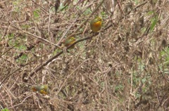 ソウシチョウ①