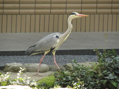 池のそばを歩くサギ