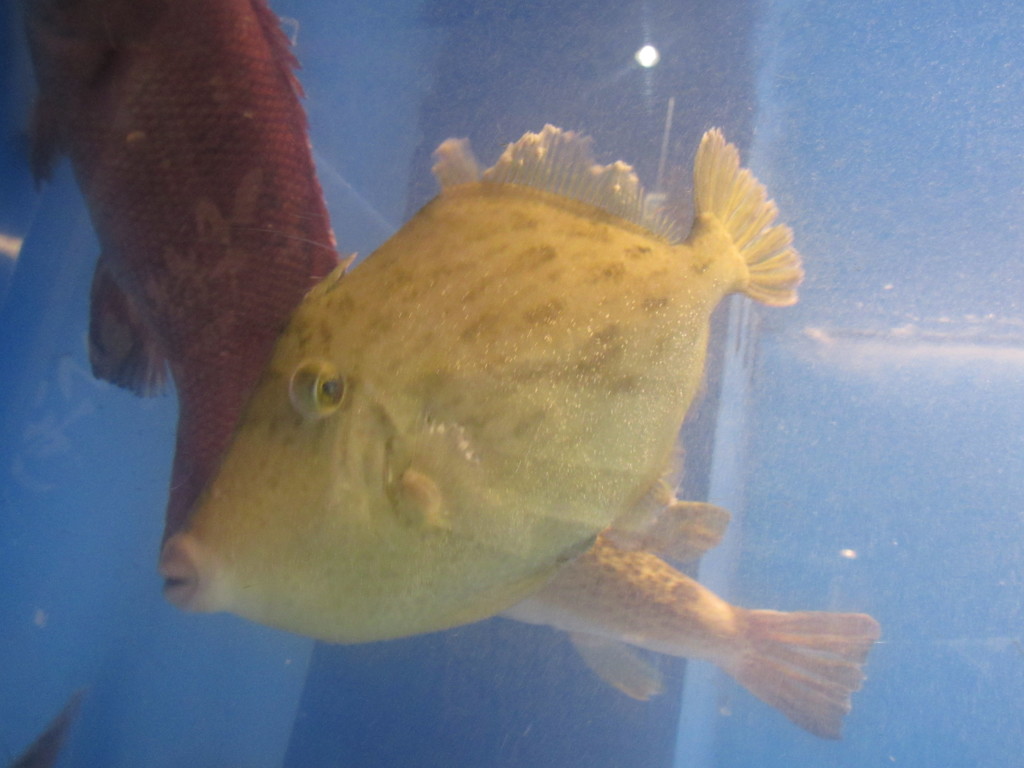 水槽の中の魚たち⑤