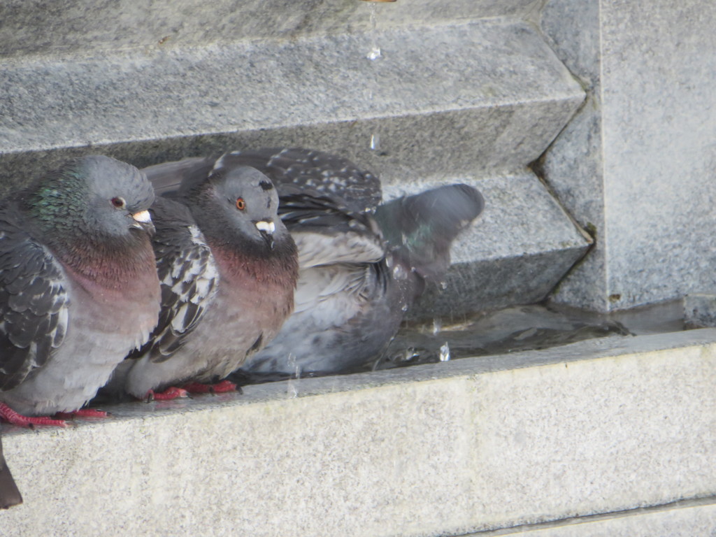 鳩たちの行水④