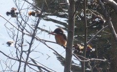 春日公園のカワセミ②