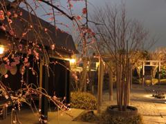 梅の花と鉄道神社