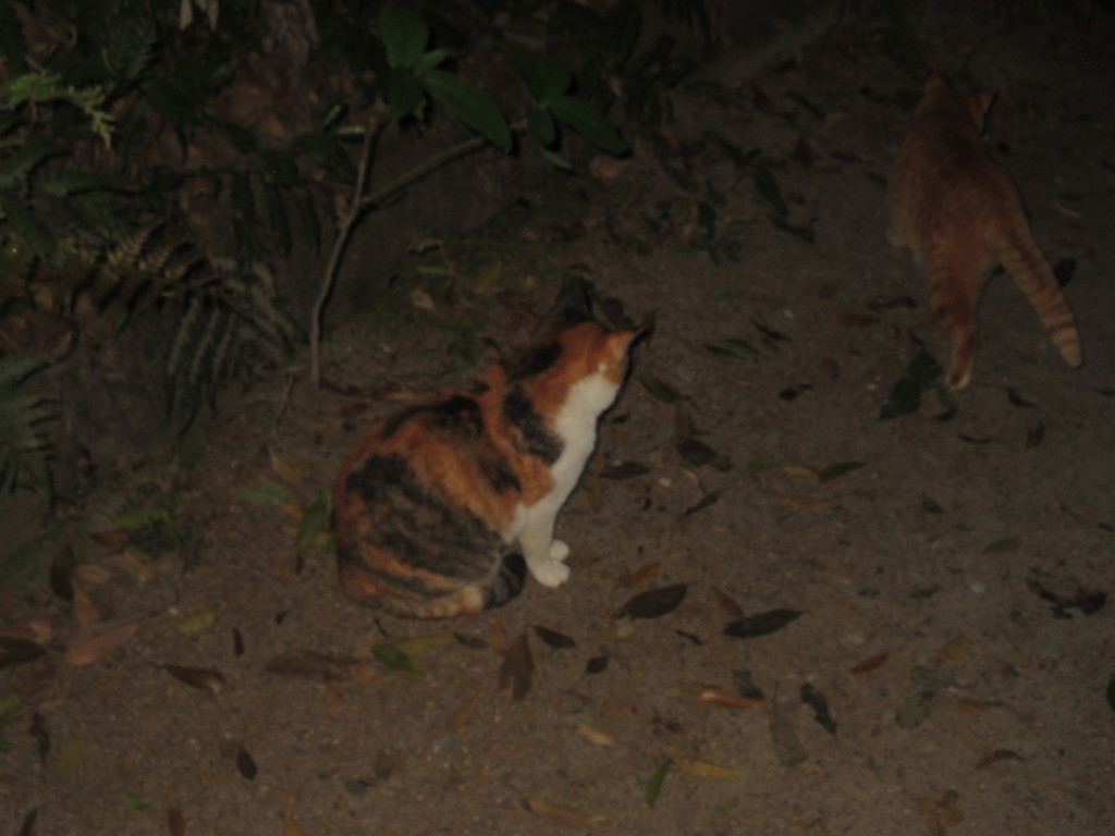 夜の参道に潜む猫ちゃん②