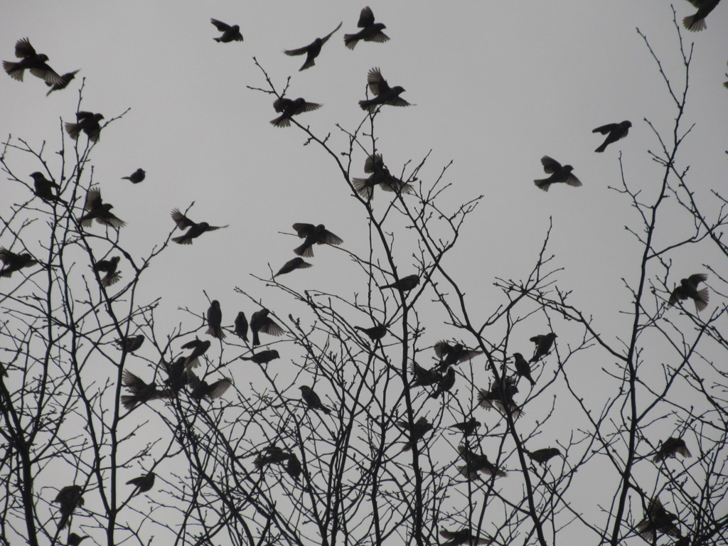 スズメの群れ②