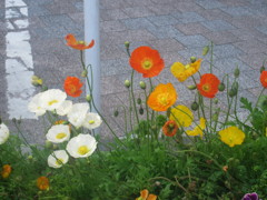 色とりどりの花①