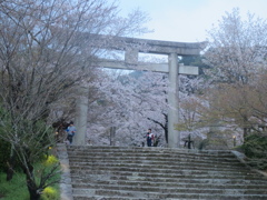 太宰府竈門神社と桜　①