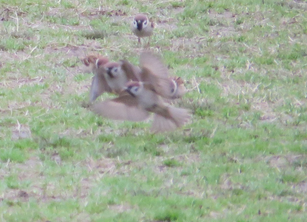 飛んでるスズメを撮影