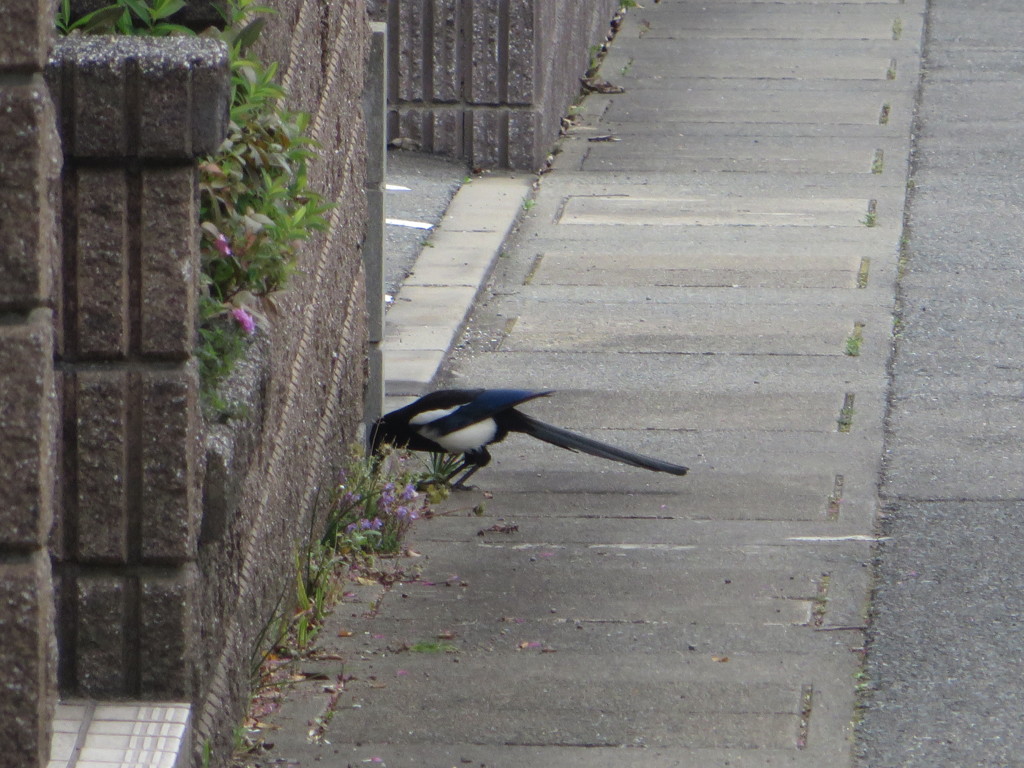 餌を探し回るカササギ 1