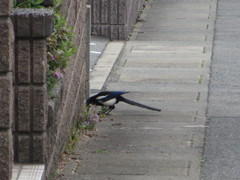 餌を探し回るカササギ 1