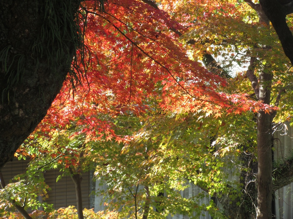 神社で見られた紅葉　①