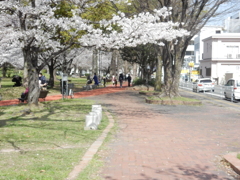 福岡県内の桜　④