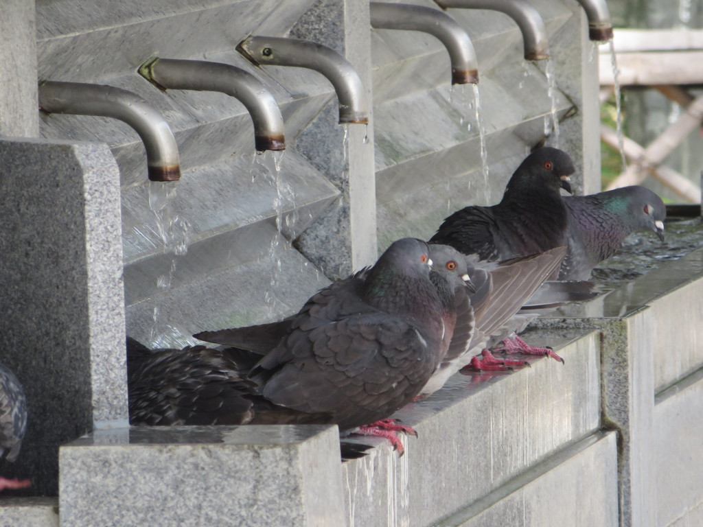 鳩たちの行水③