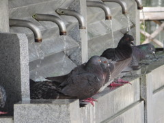 鳩たちの行水③