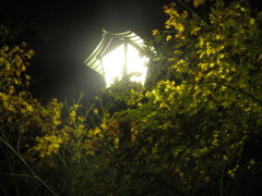 街灯と紅葉①