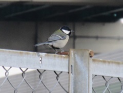 街中で見かけたシジュウカラ　③