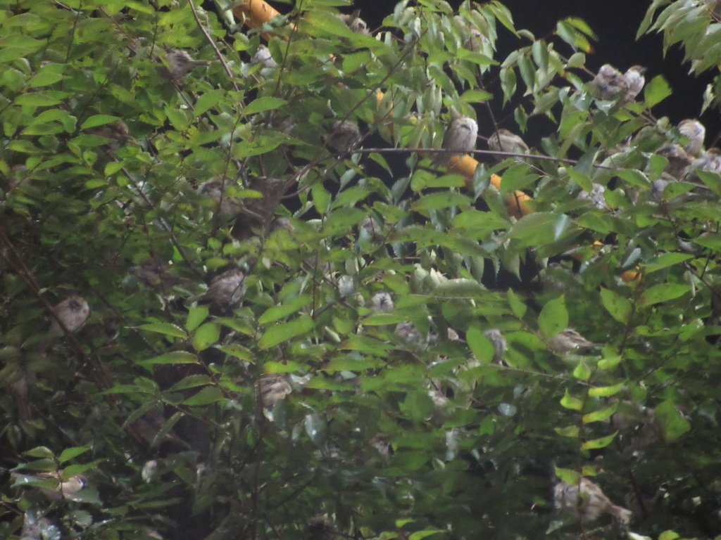 夜に群れで鳴くスズメ