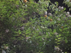 夜に群れで鳴くスズメ