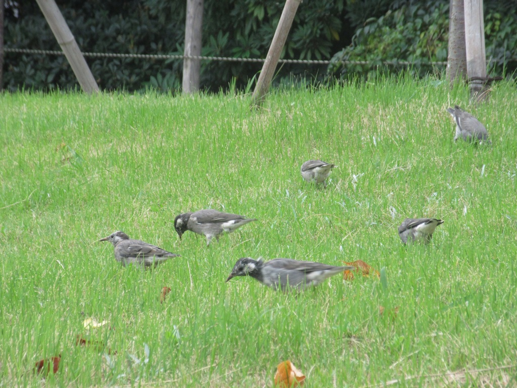 草場で餌を探すムクドリの群れ
