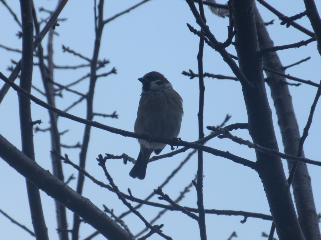 目の前で見たスズメ①