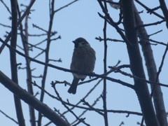 目の前で見たスズメ①