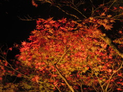 ライトアップ⑤