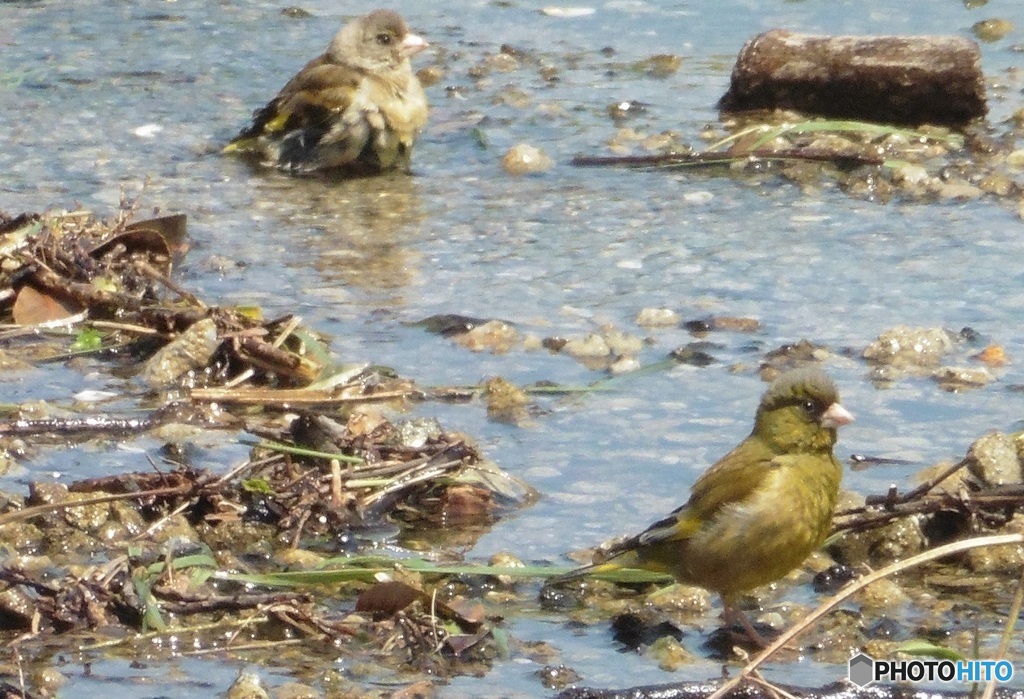 ヒワの水浴び⑤