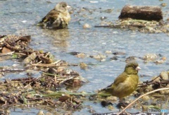 ヒワの水浴び⑤