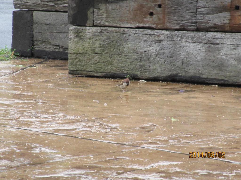 雨の日でも餌探しに奮闘②