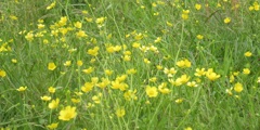 黄色の花々①