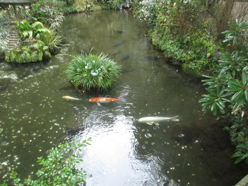 池を泳ぐ鯉の光景①