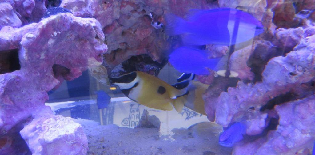 博多シティでの天空の水族館③